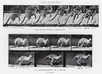 Eadweard Muybridge: The Ricochet (m/w kuva) tekijältä Eadweard Muybridge