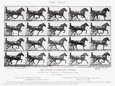Eadweard Muybridge: The Trot (m/w kuva) tekijältä Eadweard Muybridge