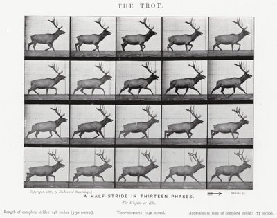 Eadweard Muybridge: The Trot (m/w kuva) tekijältä Eadweard Muybridge