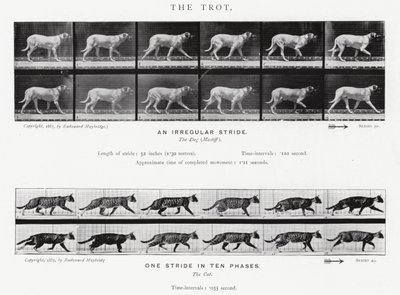 Eadweard Muybridge: The Trot (m/w kuva) tekijältä Eadweard Muybridge