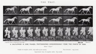 Eadweard Muybridge: The Trot (m/w kuva) tekijältä Eadweard Muybridge