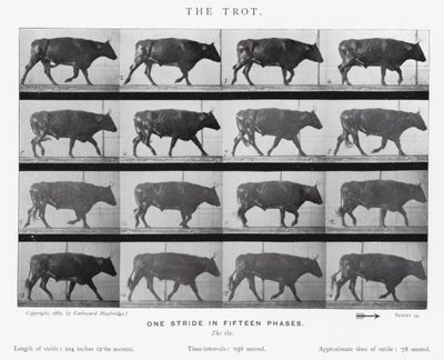 Eadweard Muybridge: The Trot (m/w kuva) tekijältä Eadweard Muybridge