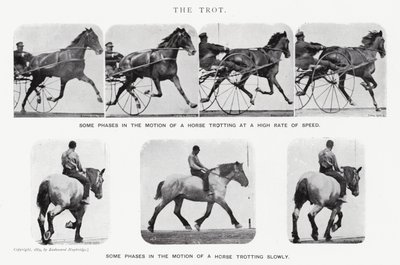 Eadweard Muybridge: The Trot (m/w kuva) tekijältä Eadweard Muybridge