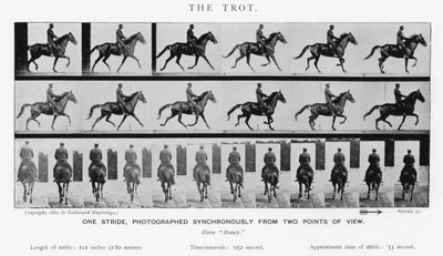 Eadweard Muybridge: The Trot (m/w kuva) tekijältä Eadweard Muybridge