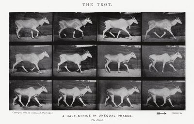 Eadweard Muybridge: The Trot (m/w kuva) tekijältä Eadweard Muybridge