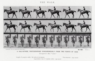 Eadweard Muybridge: The Walk (m/w kuva) tekijältä Eadweard Muybridge