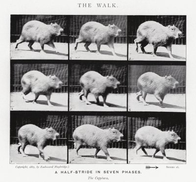 Eadweard Muybridge: The Walk (m/w kuva) tekijältä Eadweard Muybridge