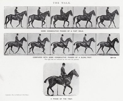 Eadweard Muybridge: The Walk (m/w kuva) tekijältä Eadweard Muybridge
