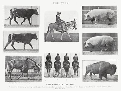Eadweard Muybridge: The Walk (m/w kuva) tekijältä Eadweard Muybridge
