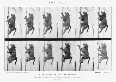 Eadweard Muybridge: The Walk (m/w kuva) tekijältä Eadweard Muybridge