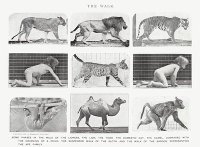 Eadweard Muybridge: The Walk (m/w kuva) tekijältä Eadweard Muybridge