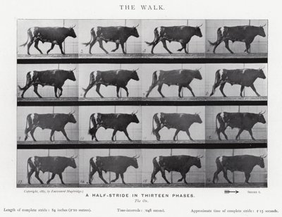 Eadweard Muybridge: The Walk (m/w kuva) tekijältä Eadweard Muybridge