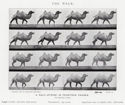 Eadweard Muybridge: The Walk (m/w kuva) tekijältä Eadweard Muybridge