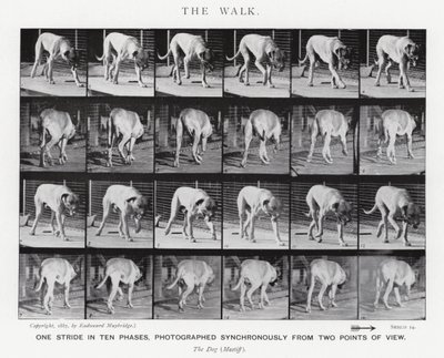 Eadweard Muybridge: The Walk (m/w kuva) tekijältä Eadweard Muybridge