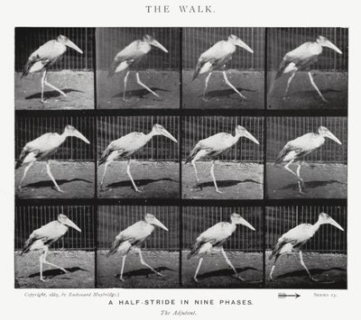 Eadweard Muybridge: The Walk (m/w kuva) tekijältä Eadweard Muybridge