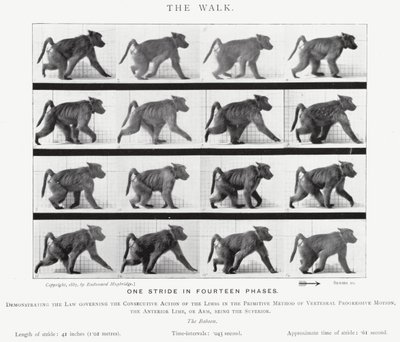 Eadweard Muybridge: The Walk (m/w kuva) tekijältä Eadweard Muybridge