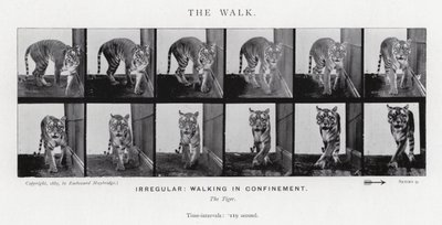 Eadweard Muybridge: The Walk (m/w kuva) tekijältä Eadweard Muybridge