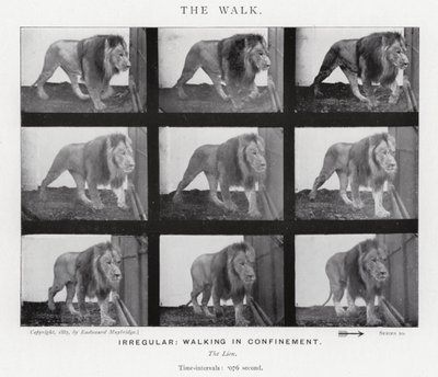 Eadweard Muybridge: The Walk (m/w kuva) tekijältä Eadweard Muybridge
