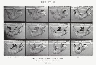 Eadweard Muybridge: The Walk (m/w kuva) tekijältä Eadweard Muybridge