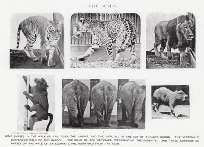 Eadweard Muybridge: The Walk (m/w kuva) tekijältä Eadweard Muybridge