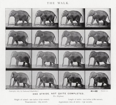 Eadweard Muybridge: Kävely tekijältä Eadweard Muybridge