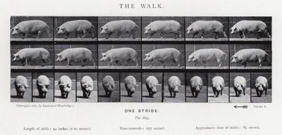 Eadweard Muybridge: Kävely tekijältä Eadweard Muybridge