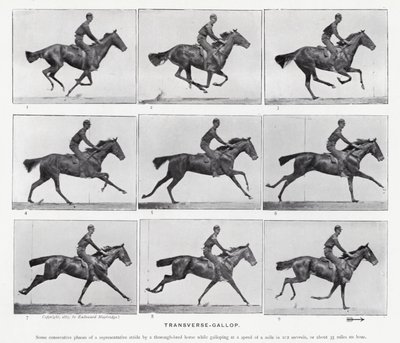 Eadweard Muybridge: Transverse-Gallop (m/w kuva) tekijältä Eadweard Muybridge