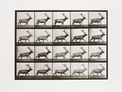 Elk, levy 692, Animal Locomotion, 1887 tekijältä Eadweard Muybridge