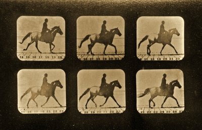 Hevoset. Epäsäännöllinen, Animal Locomotion -sarja, n. 1881 tekijältä Eadweard Muybridge