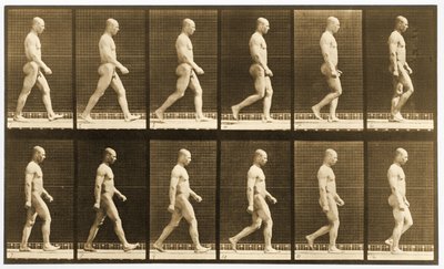 Kuvasarja alaston miehestä kävelemässä, "Animal Locomotion" -sarja, n. 1881 (m/v kuva) tekijältä Eadweard Muybridge
