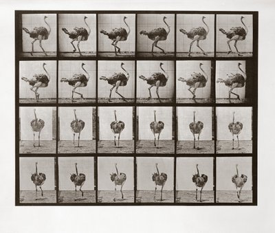 Strutsijuoksu, levy 772, Animal Locomotion, 1887 tekijältä Eadweard Muybridge