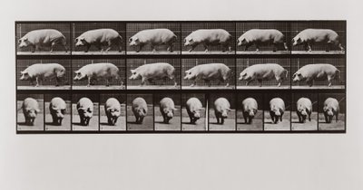 Sian kävely, levy 673 teoksesta Animal Locomotion, 1887. tekijältä Eadweard Muybridge