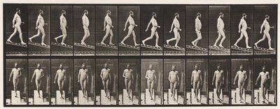 Levy 113. Laskeva kaltevuus, 1:4, 1872-1885 tekijältä Eadweard Muybridge