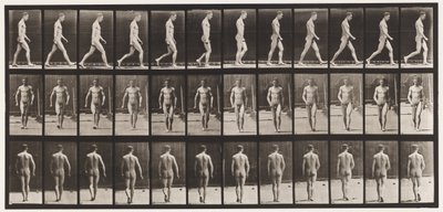 Lauta 1. Kävely tekijältä Eadweard Muybridge