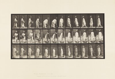 Levy 229. Korin asettaminen maahan ja kääntäminen tekijältä Eadweard Muybridge