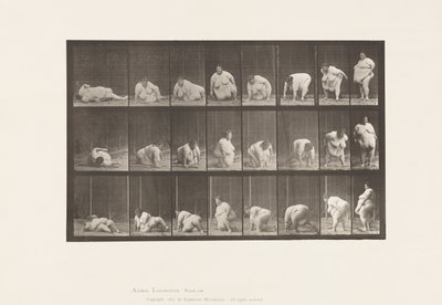Levy 268. Nousu maasta, 1885 tekijältä Eadweard Muybridge