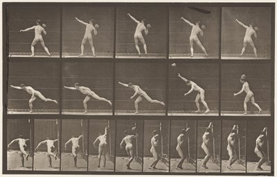Levy 313. 20-lb:n kallion nostaminen, 1885 tekijältä Eadweard Muybridge
