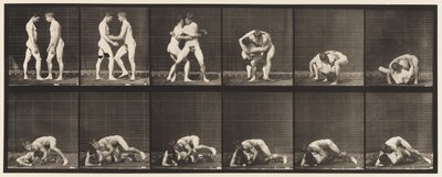 Kilpi 345. Paini, lukko, 1885 tekijältä Eadweard Muybridge