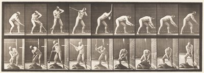 Lauta 396. Nyökkäys nuijalla tekijältä Eadweard Muybridge