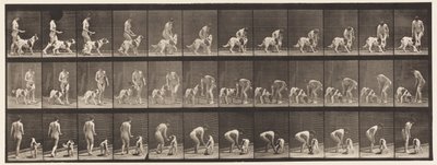 Lauta 449. Koiran ruokinta tekijältä Eadweard Muybridge