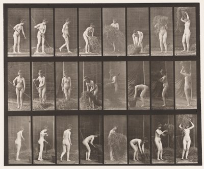 Levy 499. Heinän haravointi ja pakkaus, 1872-1885 tekijältä Eadweard Muybridge