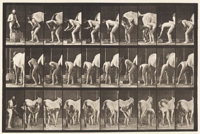 Levy 508. Hevosen kenkiminen tekijältä Eadweard Muybridge