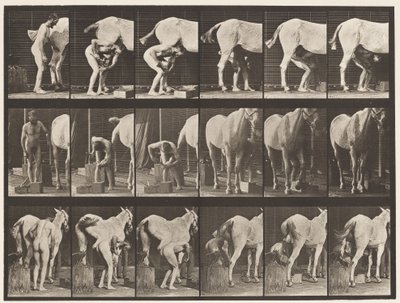 Levy 509. Hevosen kenkiminen tekijältä Eadweard Muybridge