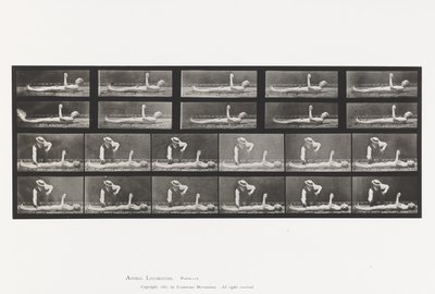 Levy 556. Paikallinen korea; A, B, Makaa tekijältä Eadweard Muybridge
