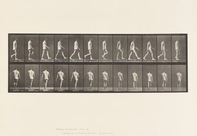 Levy 560. Liikunta-ataksia; Kävely, 1885 tekijältä Eadweard Muybridge