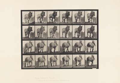Levy 564. Veto; Rikkoutunut hirsiketju; Tummanharmaa belgialainen hevonen Dusel tekijältä Eadweard Muybridge
