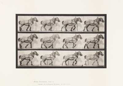 Levy 565. Veto;Tummanharmaa belgialainen hevonen Dusel tekijältä Eadweard Muybridge