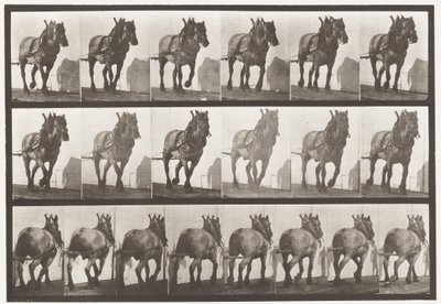 Kilpi 566. Veto; Tummanharmaa belgialainen hevonen Dusel, 1885 tekijältä Eadweard Muybridge