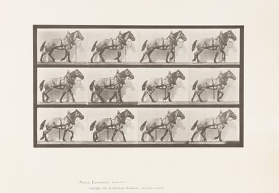 Kilpi 567. Veto;Tummanharmaa belgialainen hevonen Billy, 1885 tekijältä Eadweard Muybridge
