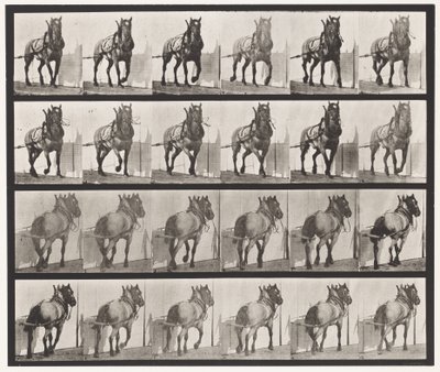 Levy 568. Veto;Tummanharmaa belgialainen hevonen Billy tekijältä Eadweard Muybridge